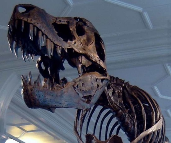 Tyranozaur w muzeum w Manchesterze.