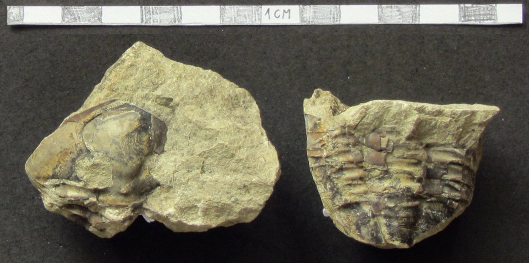 Skamieniałości trylobitów znalezione w narzutniakach Wielkopolski.