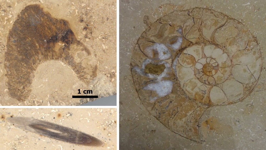 Przekroje przez skamieniałości jurajskie: amonita, belemnita i gąbkę.