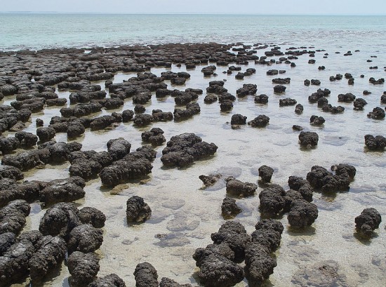 Stromatolity z Zatoki Rekinów (Australia).
