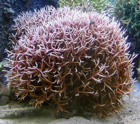 Koralowiec Seriatopora hystrix.