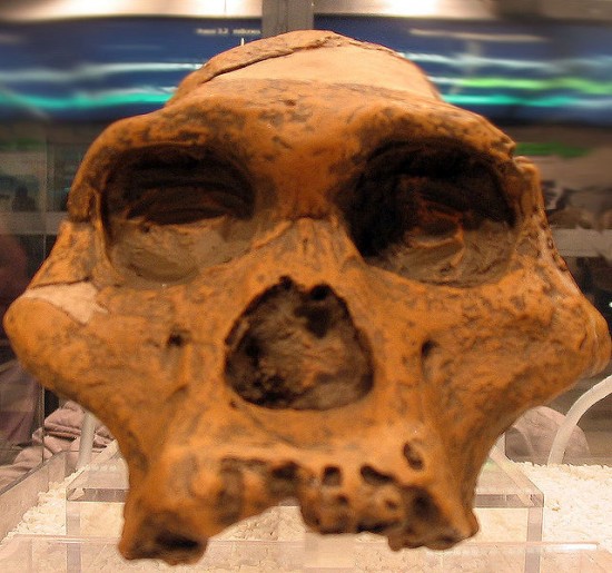 Australopithecus africanus.