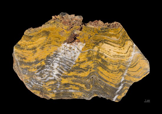 Stromatolity z formacji Strelley Pool w Australii.