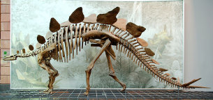 Do czego przydają się płyty z grzbietu stegozaura?