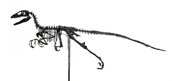 Deinonychus - rekonstrukcja według koncepcji Ostroma.