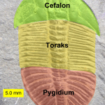 Cefalon, toraks i pygidium trylobita.