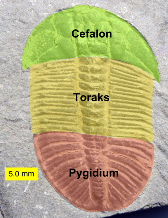 Cefalon, toraks i pygidium trylobita.