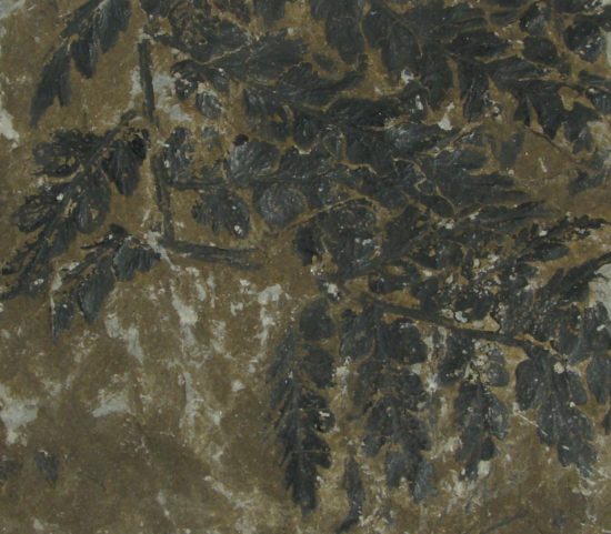 Paprocie nasienne - skamieniałości roślin z okresu karbońskiego.