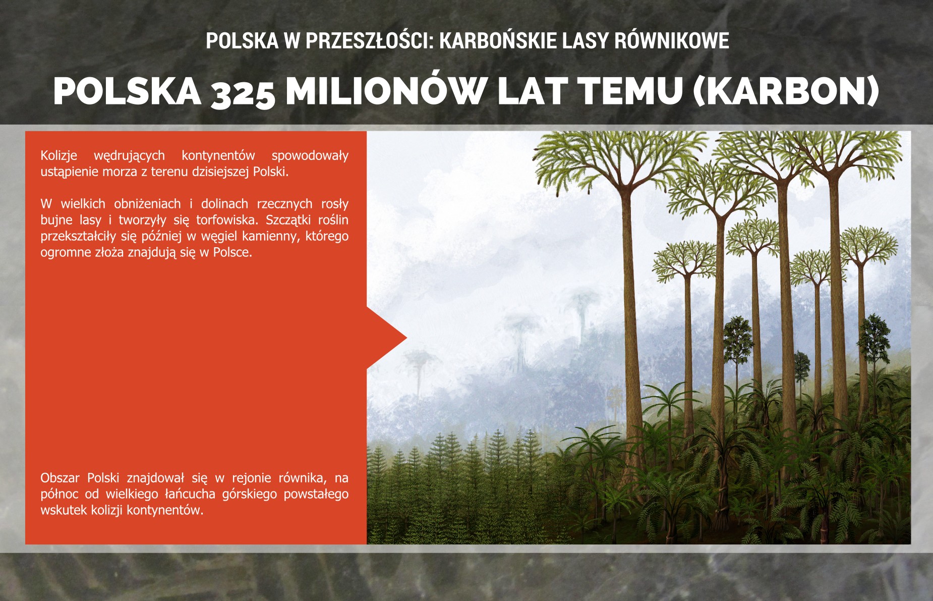 Polska w karbonie: lasy, które dały początek złożom węgla kamiennego - plakat.