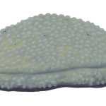 Gąbka z wymarłej grupy stromatoporoidów (rys. Edyta Felcyn).
