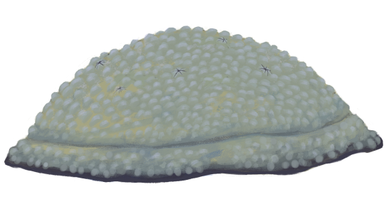 Gąbka z wymarłej grupy stromatoporoidów (rys. Edyta Felcyn).