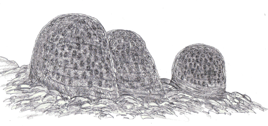 Sylurskie gąbki z wymarłej grupy stromatoporoidów (rys. Jakub Kowalski).