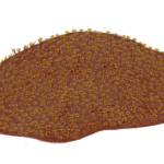 Dewońskie koralowce Tabulata, rodzaj Alveolites. Rys. Edyta Felcyn.