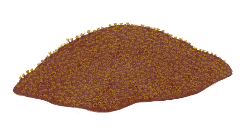 Dewońskie koralowce Tabulata, rodzaj Alveolites. Rys. Edyta Felcyn.