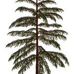 Voltzia (rośliny szpilkowe) z permu. Rys. Edyta Felcyn.