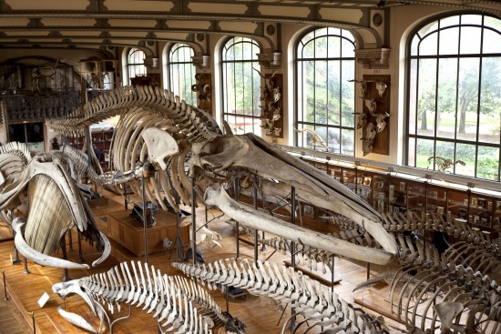 Szkielet skamieniałego, prehistorycznego zwierzęcia w muzeum.