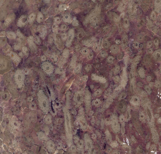 Skamieniałości amfipor (gałązkowych gąbek) w dewońskim wapieniu z Bolechowic (świętokrzyskie).