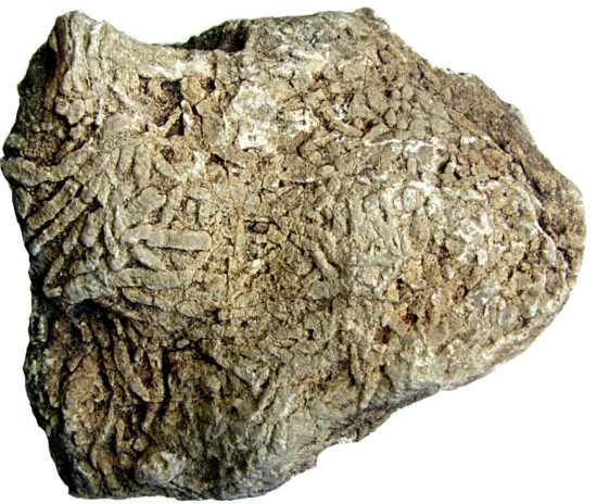 Skamieniałości amfipor (gąbek) w wapieniach dewońskich z Bolechowic koło Kielc (szer. zdjęcia 8 cm).