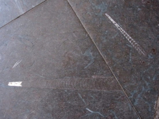 Skamieniałe muszle łodzikowców z posadzki jednej z naw Archikatedry Oliwskiej. To najstarsze skamieniałości, jakie można zobaczyć w zabytkach Trójmiasta.