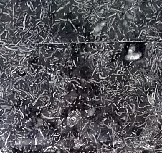 Amfipory (gałązkowe gąbki z grupy stromatoporoidów, dewon) w wapieniu z Dębnika koło Krakowa.