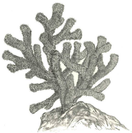 Rekonstrukcja dewońskiej kolonii koralowc ów z rodzaju Thamnopora (rys. Jakub Kowalski).
