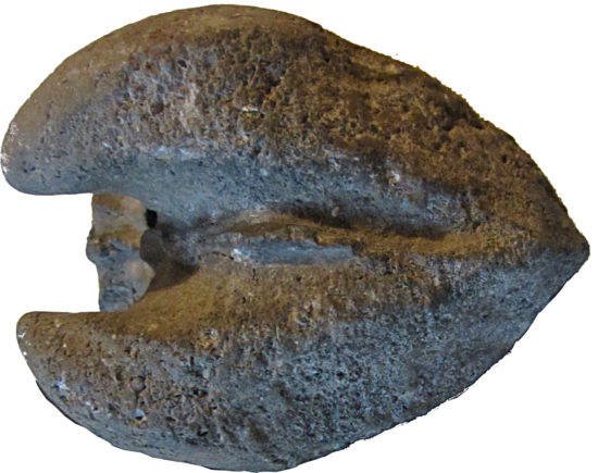 Skamieniałość dewońskiego małża z rodzaju Megalodon.