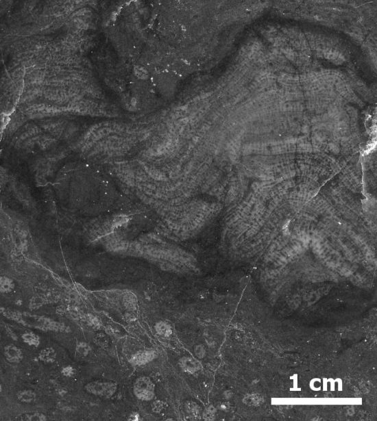 Wapień z Dębnika (dewon okolic Krakowa) ze skamieniałościami stromatoporoidów.