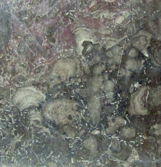 Skamieniałości gąbek z grupy stromatoporoidów z dewońskiego wapienia z okolic Kielc.