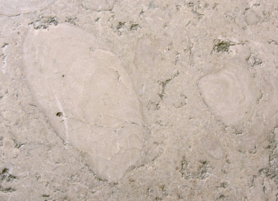Skamieniałości gąbek (stromatoporoidów) w sylurskim wapieniu z Gotlandii.
