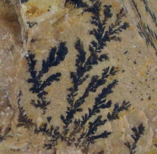 Nacieki manganowe wyglądające jak skamieniałości roślin.