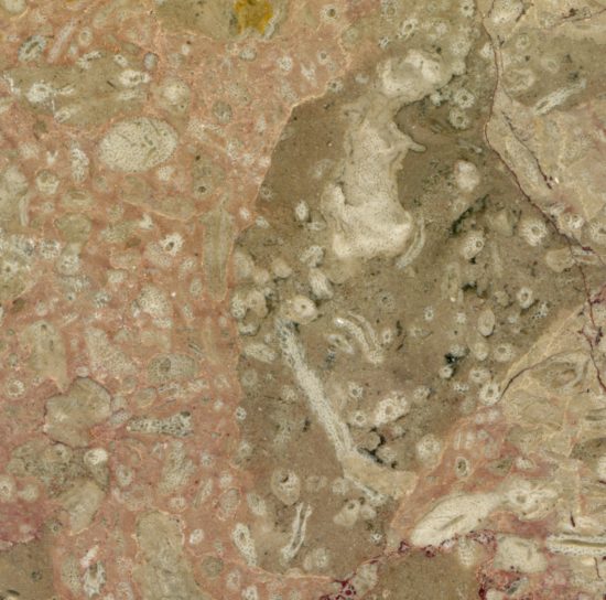 Brunatny wapień z okresu dewońskiego, pochodzący z okolic Kielc. Na wypolerowanej powierzchni widoczne są liczne skamieniałości gąbek. Szerokość zdjęcia około 5 cm.
