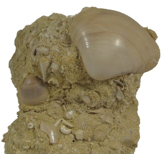 Skamieniałości małży i ślimaki z eocenu Francji.