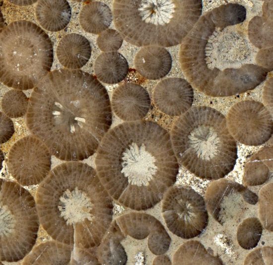 Koralowce Rugosa kolonijne - okaz z głazu narzutowego, Wielkopolska.