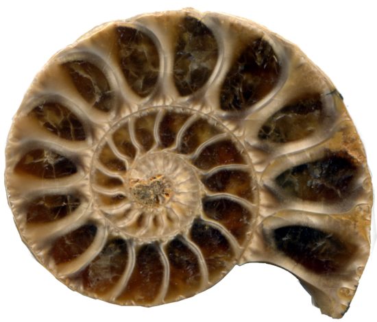 Skamieniałość amonita (Madagaskar).