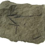 Skamieniałości graptolitów z rodzaju Monograptus.