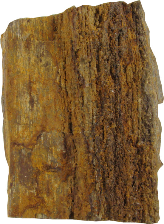 Skamieniałe drewno drzewa z rodzaju Dadoxylon z arkozy kwaczalskiej (przełom karbon-perm, na zachód od Krakowa).
