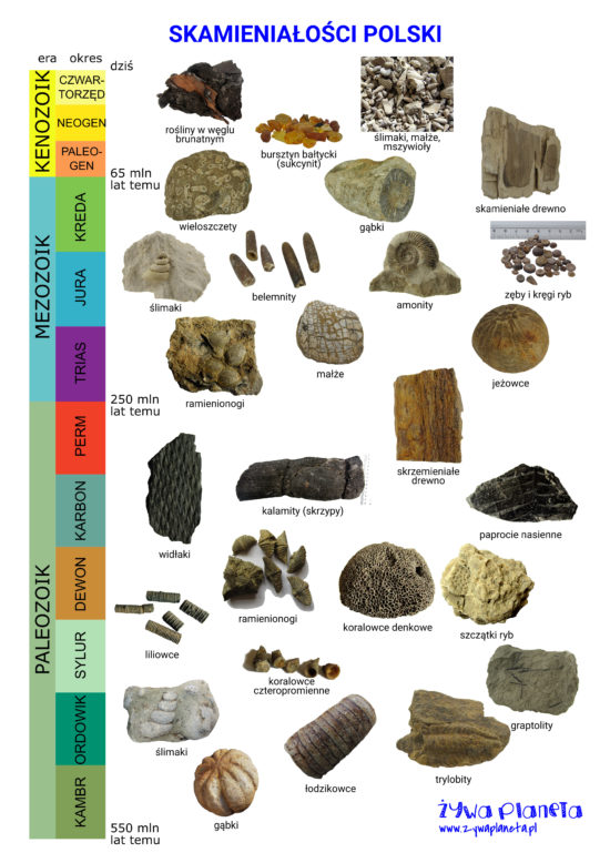 Skamieniałości Polski - plakat. Blisko trzy grup skamielin wraz z ich wiekiem w tabeli stratygraficznej.