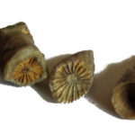 Skamieniałości osobniczych koralowców czteropromiennych (Rugosa) ze stanowiska Skały koło Nowej Słupi (Góry Świętokrzyskie).
