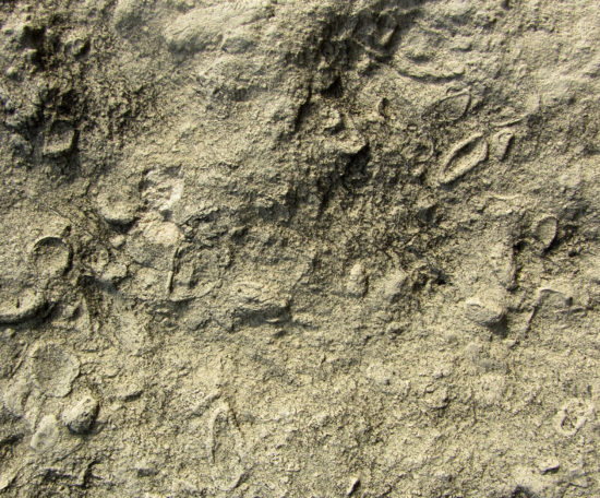 Powierzchnia wapienia mioceńskiego z okolic Pińczowa, z widocznymi licznymi skamieniałymi muszlami.