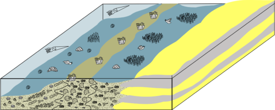 Środowisko powstawania wapieni oraz innych skał osadowych chemicznych.