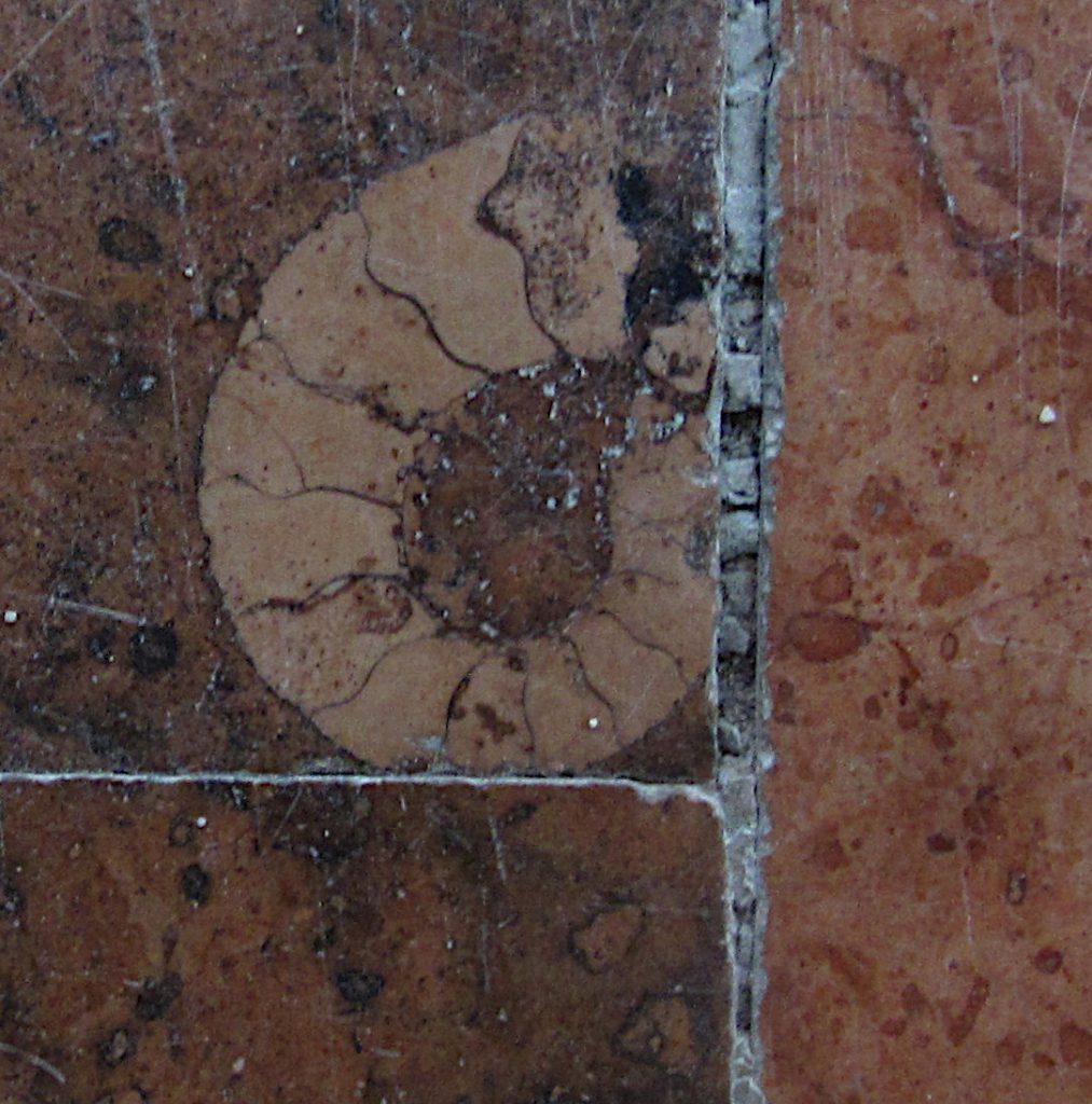 Skamieniałość amonita w przeciętym i wypolerowanym wapieniu z okresu jurajskiego.