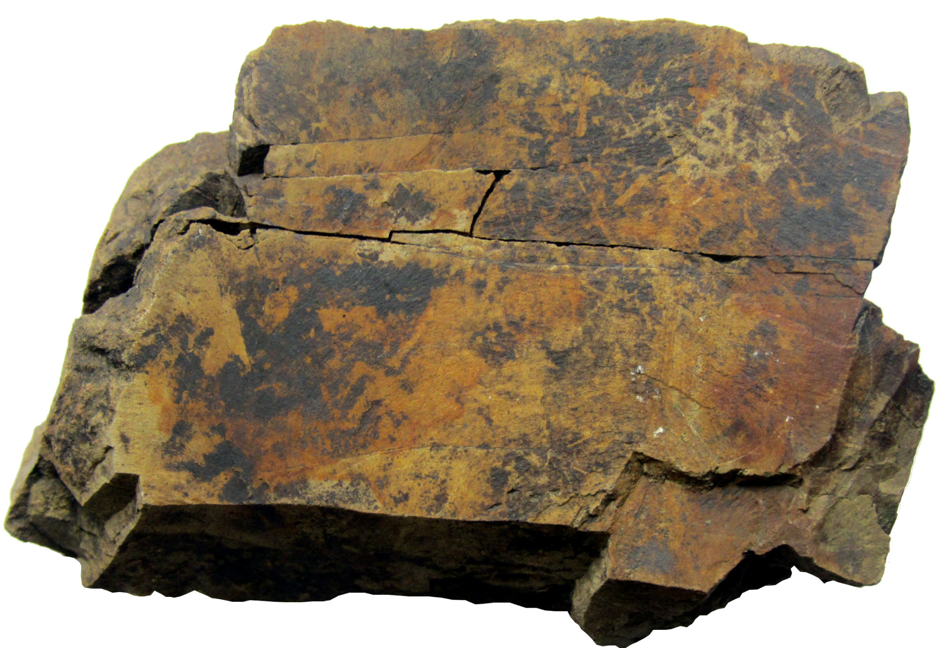 Radiolaryt z Sokolicy w Pieninach.