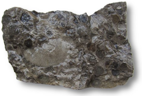 Wapień numulitowy z Zakopanego.