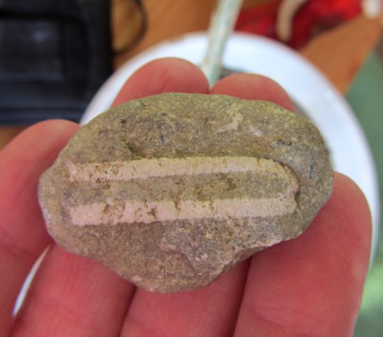 Fragment łodygi liliowca.